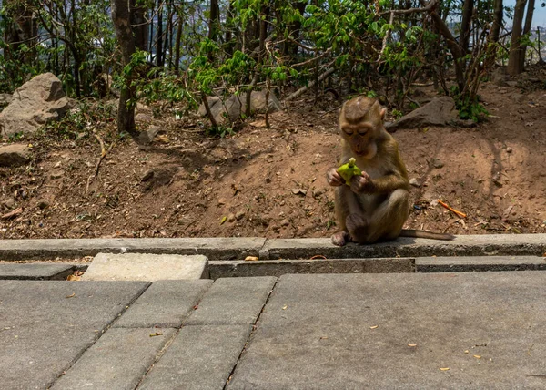 Pequeño Mono Comiendo Plátano Camino — Foto de Stock