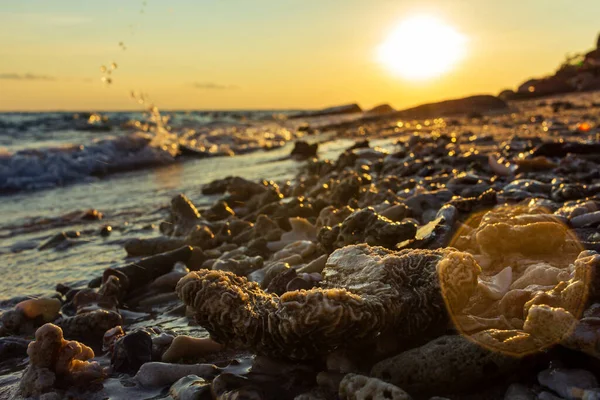 Thailand island dead coral coastline view at sunset time, beautiful natural colors, close up coral and blur background, lens flare effect