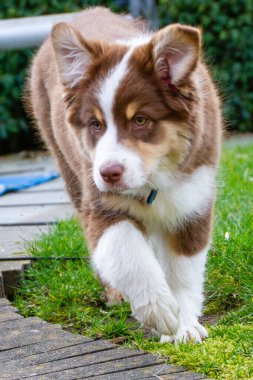 Köpek, üç aylık kırmızı merle renginde genç bir Avustralya çoban köpeği. Cinsi 1900 'lerde geliştiren Amerikalı çiftçilerdi..