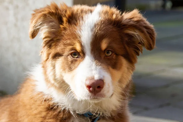 Köpek, üç aylık kırmızı merle renginde genç bir Avustralya çoban köpeği. Cinsi 1900 'lerde geliştiren Amerikalı çiftçilerdi..