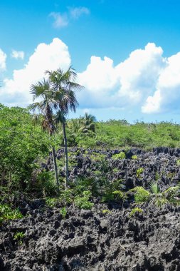 West Bay, Cayman Adaları, 8 Şubat 2012. Cehennem, Büyük Cayman Adası 'nda bulunan küçük siyah kireçtaşı oluşumlarından oluşan bir gruptur.. 