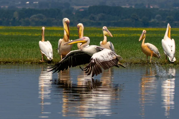 Kerkini Griechenland Juli 2021 Pelikan Kerkini See Der Kerkini See — Stockfoto