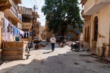 Jaisalmer, Hindistan, 24 Ekim 2025. Jaisalmer 'de bir sokakta inekler ve motosikletler arasında yürüyen bir turist..