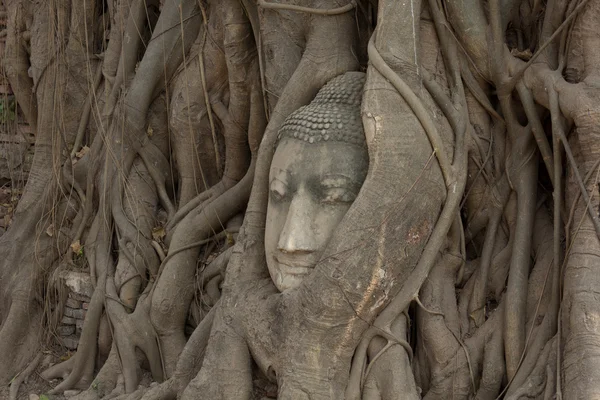 Árbol viejo con cabeza de buda — Foto de Stock