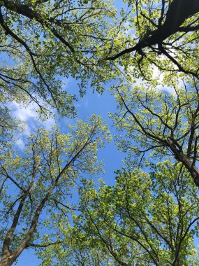 Ağaçlarda mavi gökyüzü 