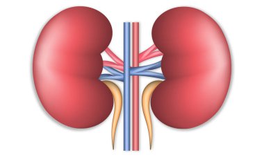 Gerçekçi insan böbreği. Ön görünüm resimlemesi beyaz arkaplanda izole edildi