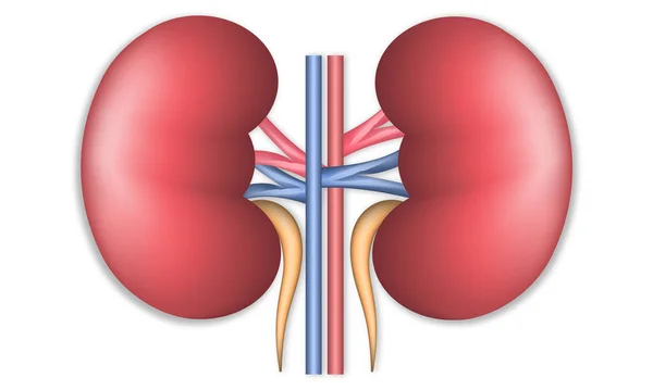 現実的な人間の腎臓 白地に隔離された正面図 — ストックベクタ