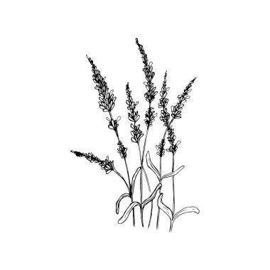 Güzel vektör eli çizilmiş lavanta çiçeği illüstrasyonu. Ayrıntılı retro tarzı görüntüler. Etiketler, ambalajlar ve kart tasarımı için klasik taslak ögesi.