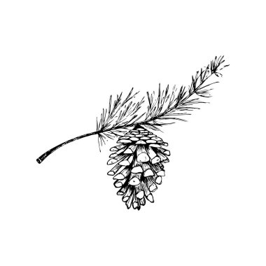 Çam kozalağı. Botanik el yapımı vektör çizimi. İzole edilmiş Noel konisi. Kabartma. Tebrik kartları, arka planlar, tatil dekorları için harika.