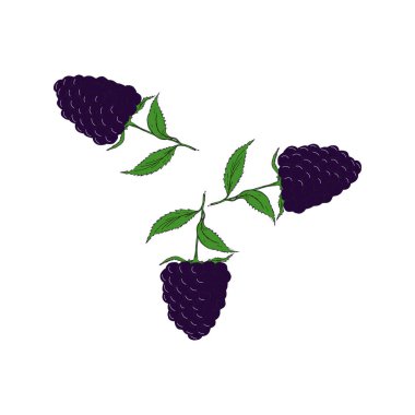 Beyaz arka planda izole edilmiş meyveli böğürtlen