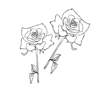 Gül siluetleri vektör çizimi. Beyaz arkaplanda izole edilmiş gül şablonları ve siyah tomurcuklar