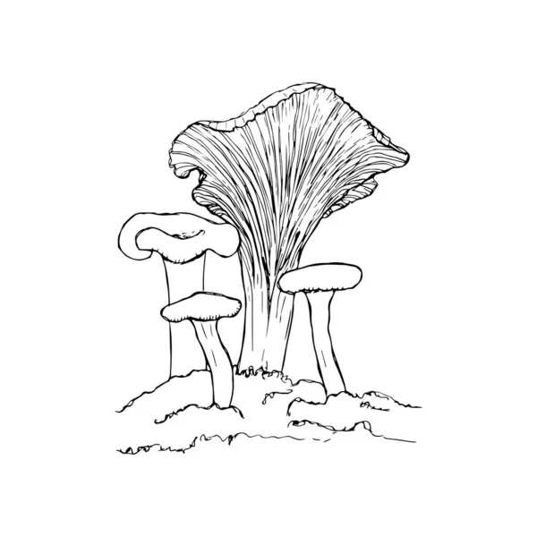 Cogumelo Chanterelle ilustração vetorial desenhada à mão. Esboço de um desenho de comida isolado em um contexto branco. Produto vegetariano orgânico. Ótimo para menu, etiqueta, embalagem do produto, receita —  Vetores de Stock