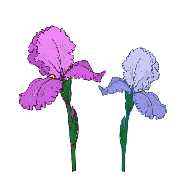 Iris Flor Primavera Ilustración Vectorial Colorida Sobre Fondo Blanco — Archivo Imágenes Vectoriales