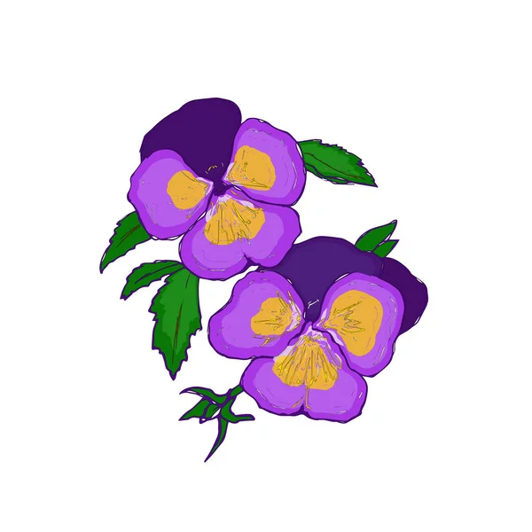 Stiefmütterchen. Frühlingsblumen. Leuchtende Blüten und Blätter. Sammlung. Blume Elemente Vektor Illustration — Stockvektor