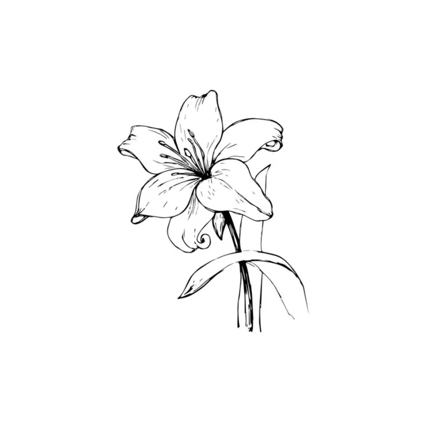 Contour vectoriel noir de fleurs de lis isolées sur un fond blanc. — Image vectorielle