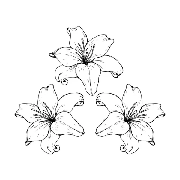 Vector negro contorno de flores de lirio aisladas sobre un fondo blanco. — Archivo Imágenes Vectoriales