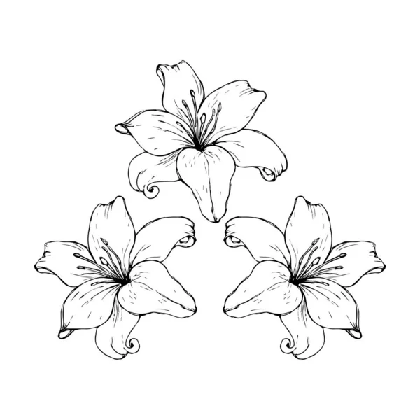 Contour vectoriel noir de fleurs de lis isolées sur un fond blanc. — Image vectorielle