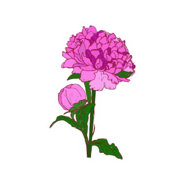 El çizimi ve şakayık çiçeği çizimi. Doğrusal sanatla illüstrasyon.