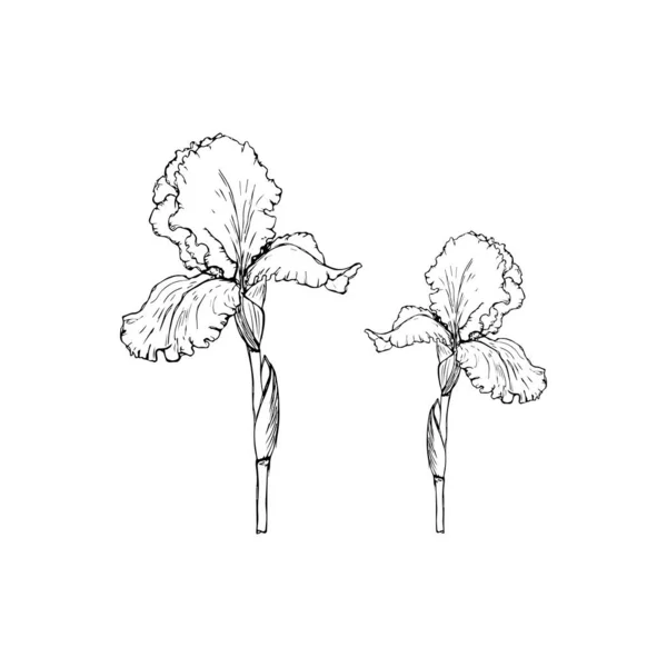 Die Blume der Iris. Illustration auf weißem Hintergrund. Skizzieren. — Stockvektor
