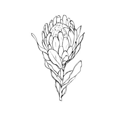 Protea, artichoke. hand-drawn illustration on an isolated white background. Exotic, tropical, Botanical flower. Use for textiles, cotton wool, and packaging design.