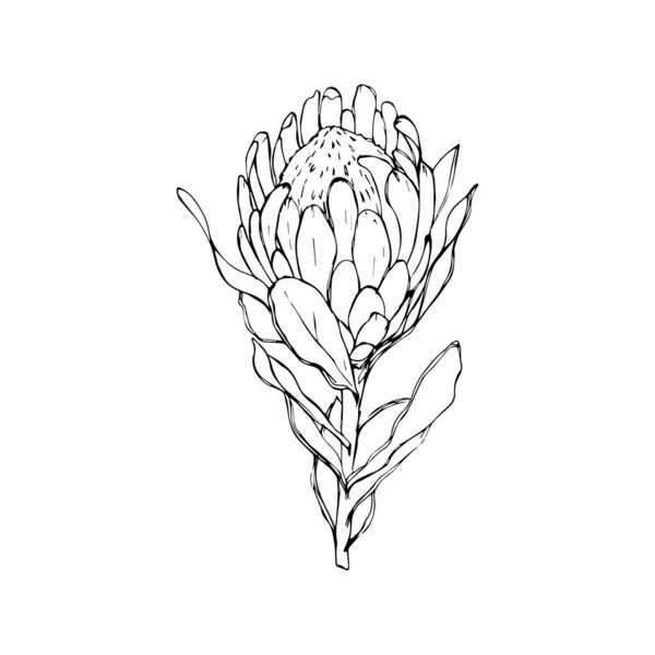 Protea, artichoke. hand-drawn illustration on an isolated white background. Exotic, tropical, Botanical flower. Use for textiles, cotton wool, and packaging design. — Stockový vektor