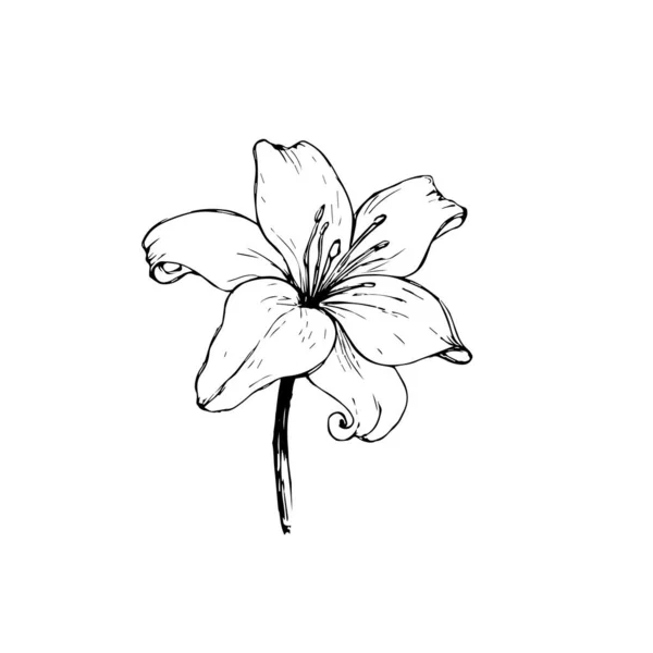 Vector Contorno Preto Flores Lily Isolado Fundo Branco Etiqueta Tatuagem —  Vetores de Stock