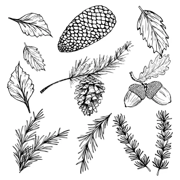 Illustrations vectorielles dessinées à la main - Collection automne hiver de la forêt. branches d'épinette, glands, cônes de pin, feuilles d'automne. — Image vectorielle