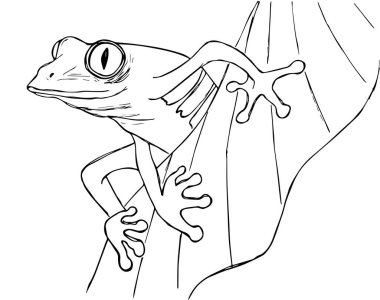 Beyaz arka planda yeşil bir ağaç kurbağasının vektör görüntüsü. Vektör 10 EPS.