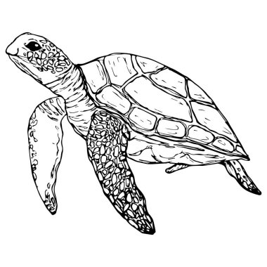 Grafik kaplumbağa. Vektör. Beyaz bir arkaplanda izole edilmiş