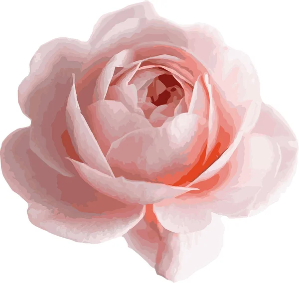 Ranunculus gerçekçi, çiçekli bir elementtir. Şakayık tomurcuğu, kompozisyon için çiçekler