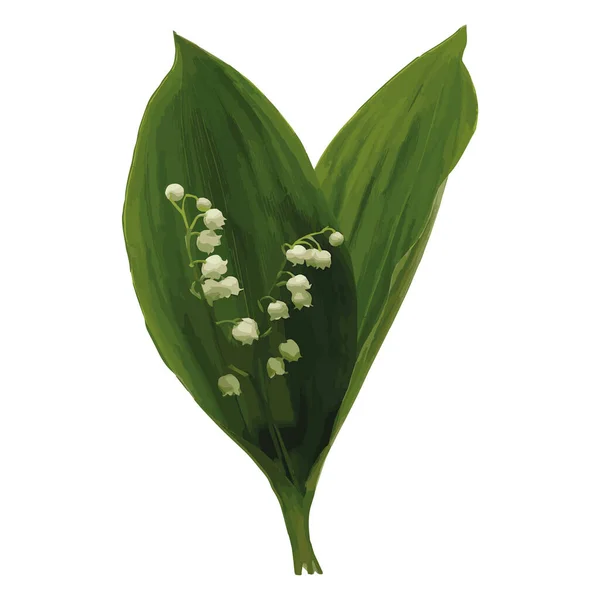 Vårkvist av liljekonvalj. Små vita blommor och gröna blad. bild isolerad på en vit bakgrund, lämplig för semesterkort och inbjudningar bröllop. — Stock vektor