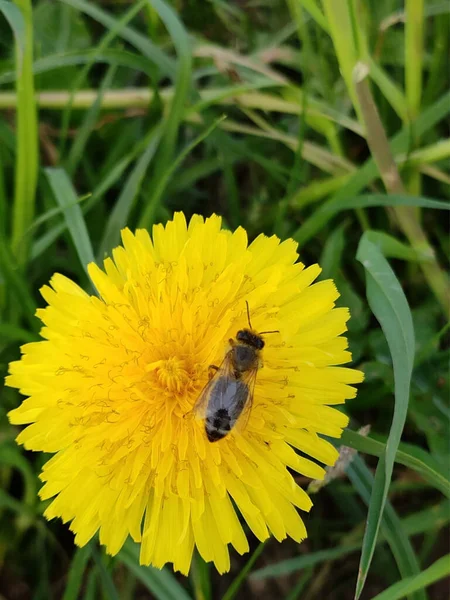 Gelber Löwenzahn. Eine Biene auf einem Löwenzahn. Nahaufnahme. Eine Biene sammelt Pollen an einer gelben Blume. Makrofoto. Grüne Blätter. Grünes Gras. Frühlingslandschaft. Löwenzahn im Sommer. — Stockvektor