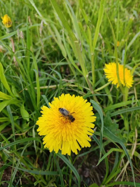 Diente de león amarillo. Una abeja en un diente de león. Primer plano. Una abeja recoge polen en una flor amarilla. Foto macro. Hojas verdes. Hierba verde. Paisaje primavera. Diente de león en verano. — Vector de stock