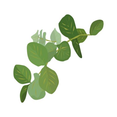 Okaliptüs gümüş dolar ağacı, yeşil yapraklı doğal dallar bırakır. Tropikal desenli, suluboya tarzı..