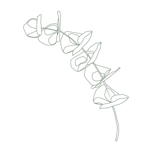 Dibujo continuo de línea de rama de dólar de plata eucalipto. Una línea minimalismo arte — Archivo Imágenes Vectoriales