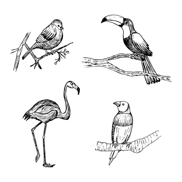 Um conjunto de pássaros desenhados à mão, tucano, robin, flamingo, finch. ilustração vetorial isolado em um fundo branco —  Vetores de Stock