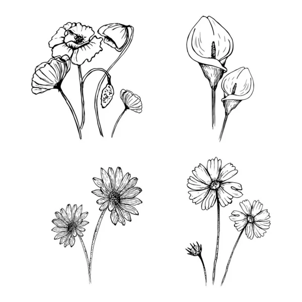 Een set van met de hand getekende bloemen, papaver, kamille, cosmea, Calla Lily. illustratie geïsoleerd op een witte achtergrond — Stockvector