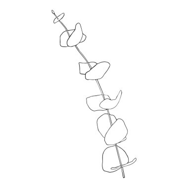 Okaliptüs gümüş dolar, sürekli çizgi çizimi. Bir satır minimalizm sanatı