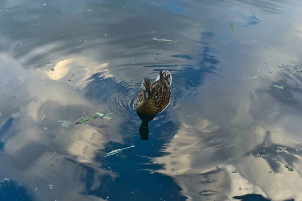 Canard Nage Dans Lac Créant Une Vague Sur Eau Eau — Photo