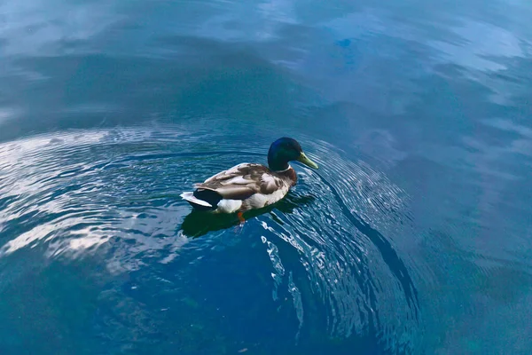 Canard Nage Dans Lac Créant Une Vague Sur Eau Eau — Photo