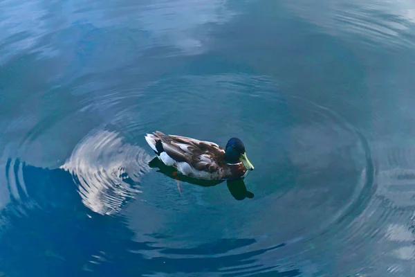 Canard Nage Dans Lac Créant Une Vague Sur Eau Eau — Photo