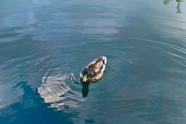 Canard Nage Dans Lac Créant Une Vague Sur Eau Eau — Photo