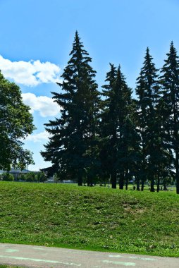 Güneşli bir yaz gününde Montreal, Jarry Park 'ta bulutlu mavi gökyüzü arka planına sahip bir grup yüksek çam kadının dikey görüntüsü. Ekosistem, umut, mutluluk, huzur, bakım, ilham, aşk kavramları