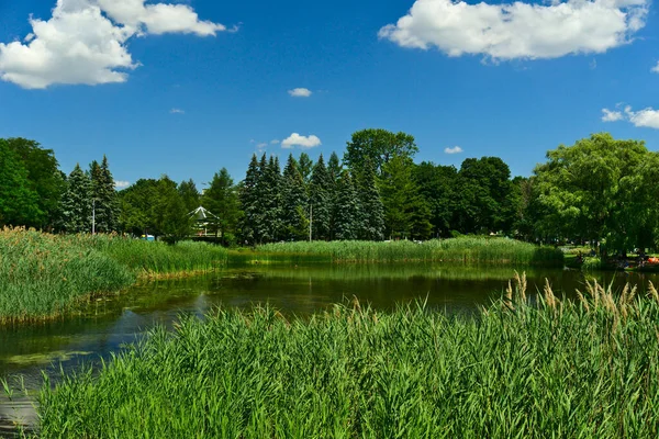 Lago Con Hierba Árboles Orilla Día Soleado Primavera Con Cielo —  Fotos de Stock