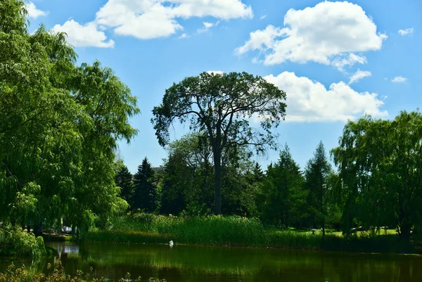 Uma Bela Árvore Longa Uma Margem Lago Com Céu Azul — Fotografia de Stock