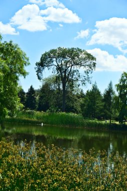 Göl kıyısındaki güzel, uzun bir ağacın dikey görüntüsü. Açık mavi gökyüzü ve Jarry Park 'ın arka planında ağaçlar var. Aşk, ilgi, romantizm, mutluluk, pozitif enerji, ilham, huzur kavramları