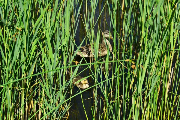 Deux Canards Nagent Dans Lac Derrière Herbe Par Une Journée — Photo