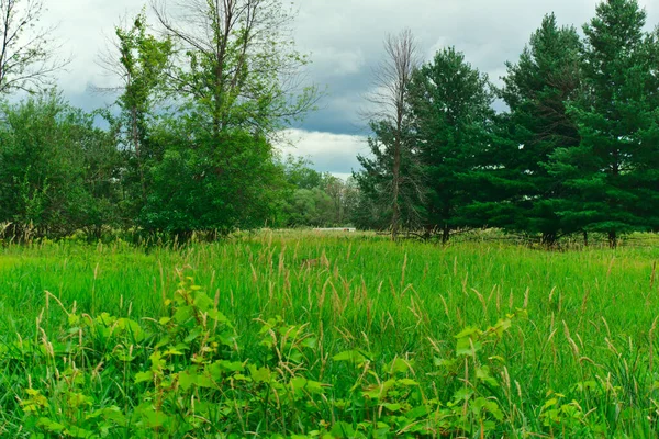 Boucherville Nemzeti Park Quebce Szigeteinek Erdeje Felhős Égbolttal Magas Fenyőfákkal — Stock Fotó