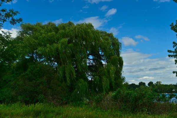 Albero Lunghe Foglie Sottili Con Uno Sfondo Blu Nuvole Fiume — Foto Stock