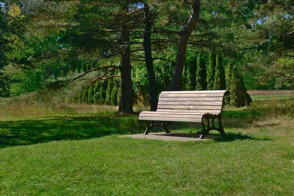 Egy Pad Egy Gyönyörű Parkban Hosszú Fák Fenyők Tankjainak Hátterével — Stock Fotó